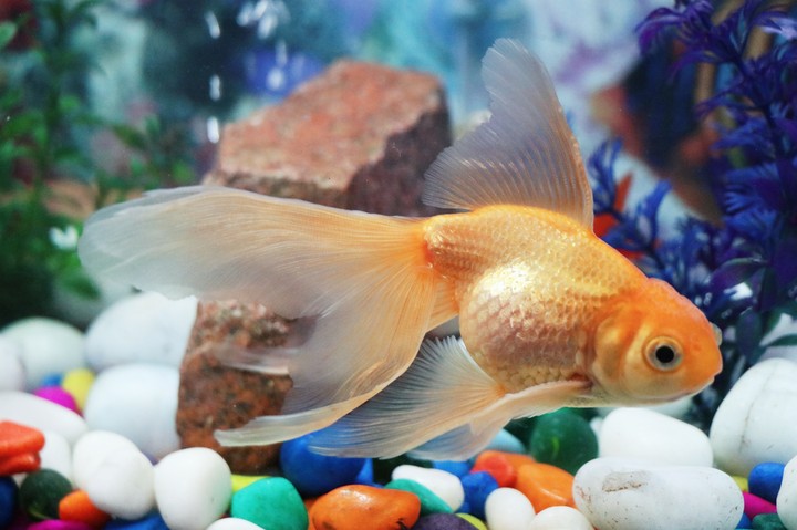 goldfish Goldie