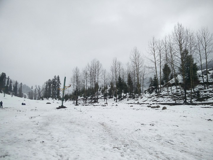 Snowtrees
