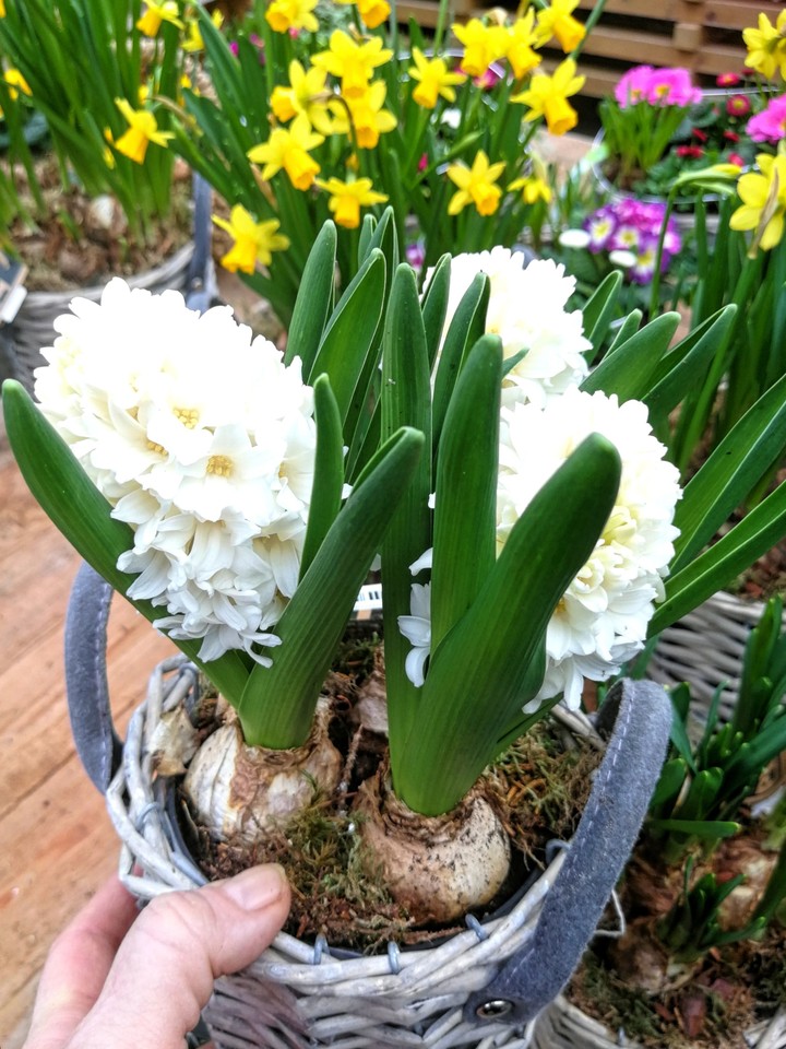 Blumen Korb mit hyacinth