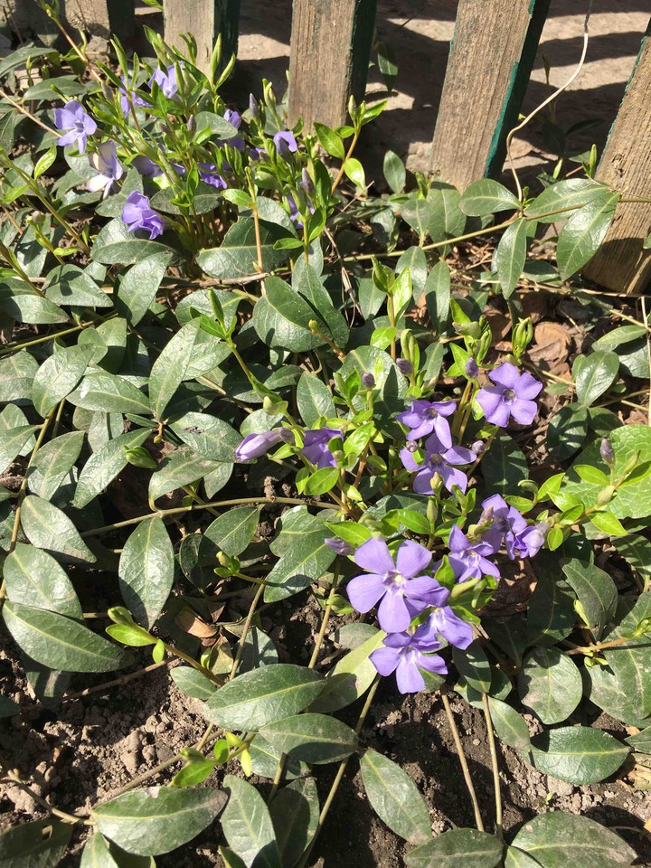 flower ?