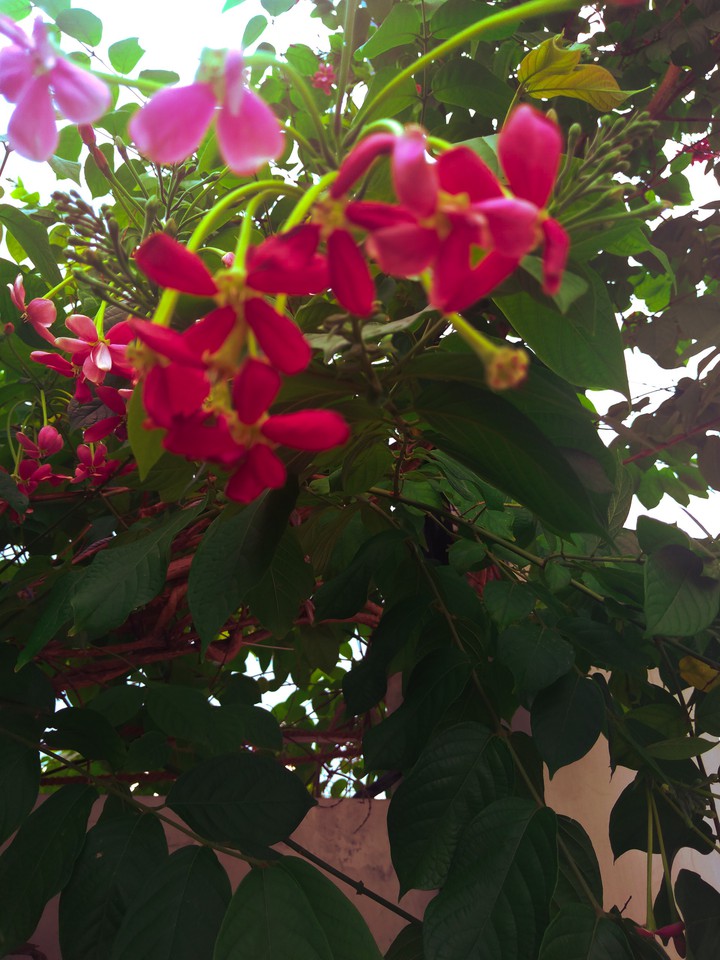 flowers