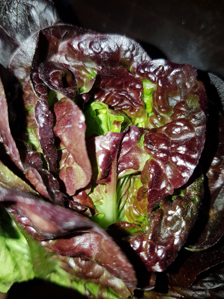 purple lettuce