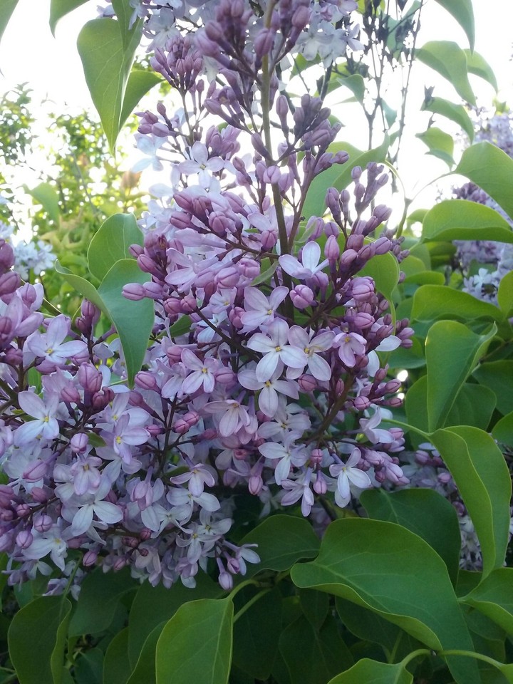 lilac