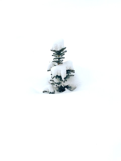 Mini Christmas three