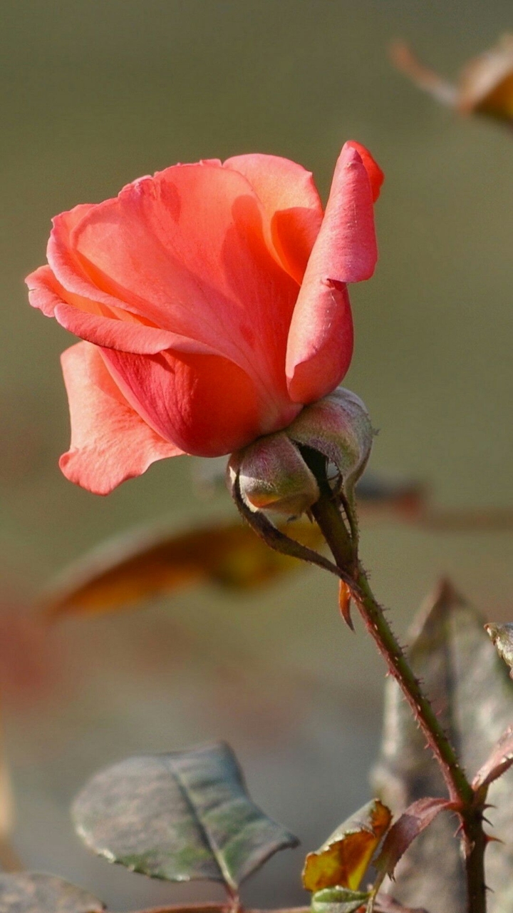 Pink Rose