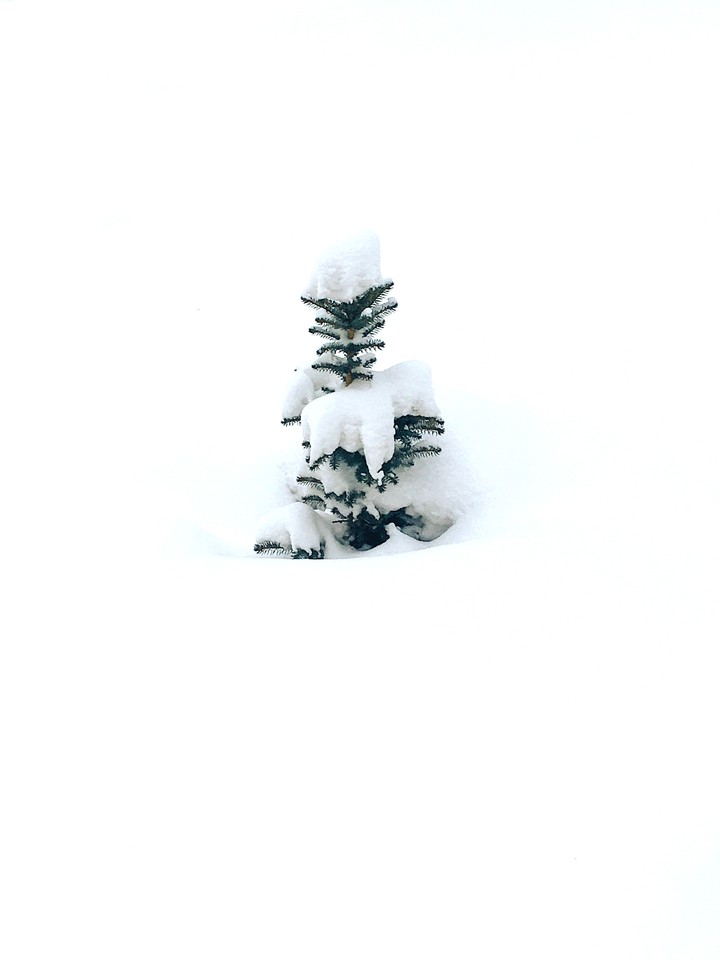 Mini Christmas three