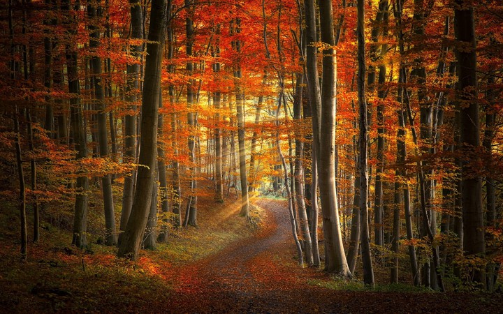 Herbstwald und Sonnentrahlen