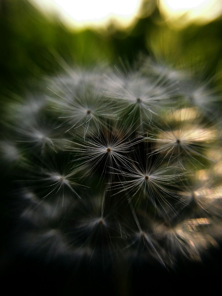Dandelion's close up !