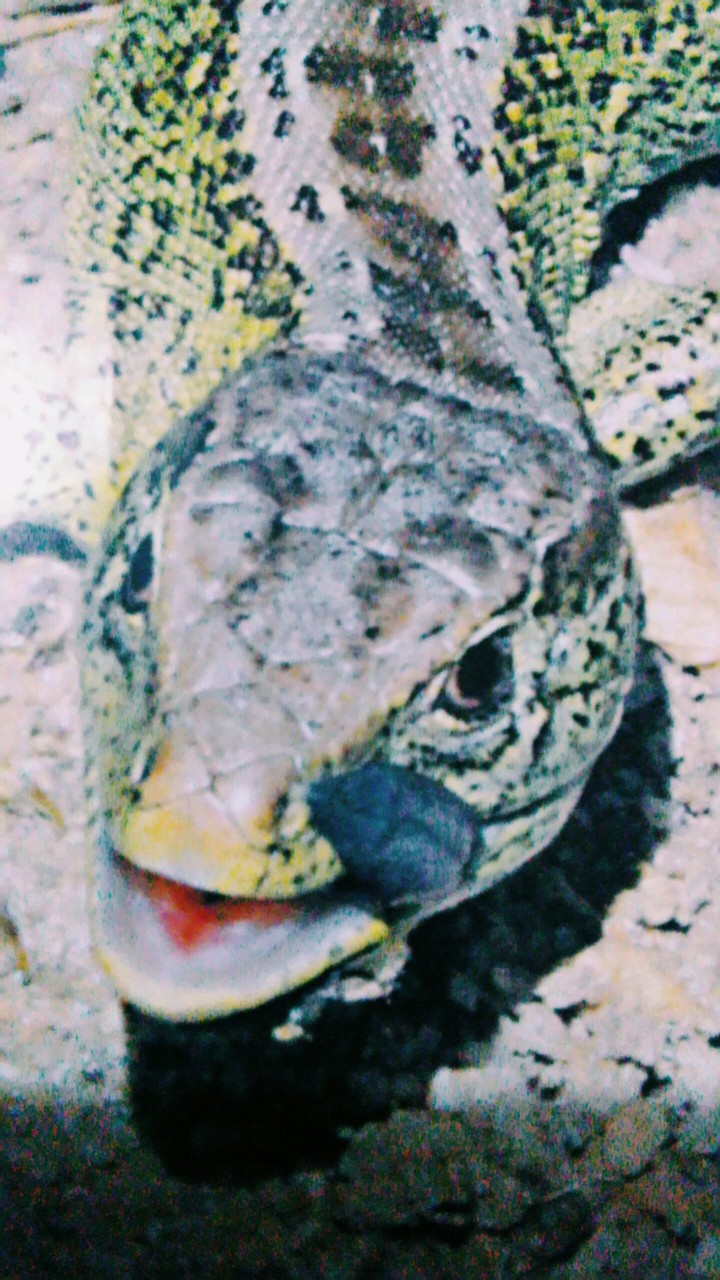 lizard