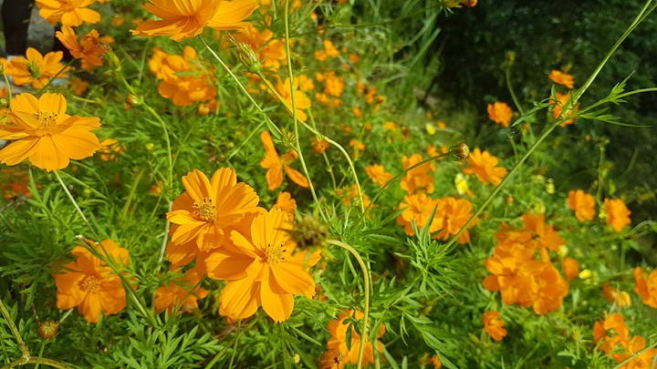 Flowers in bloom