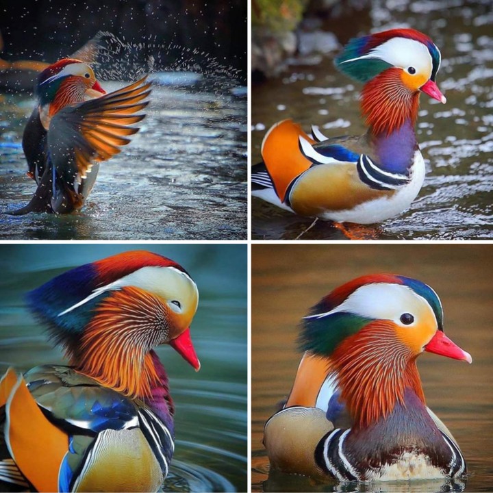 Mandarin Duck