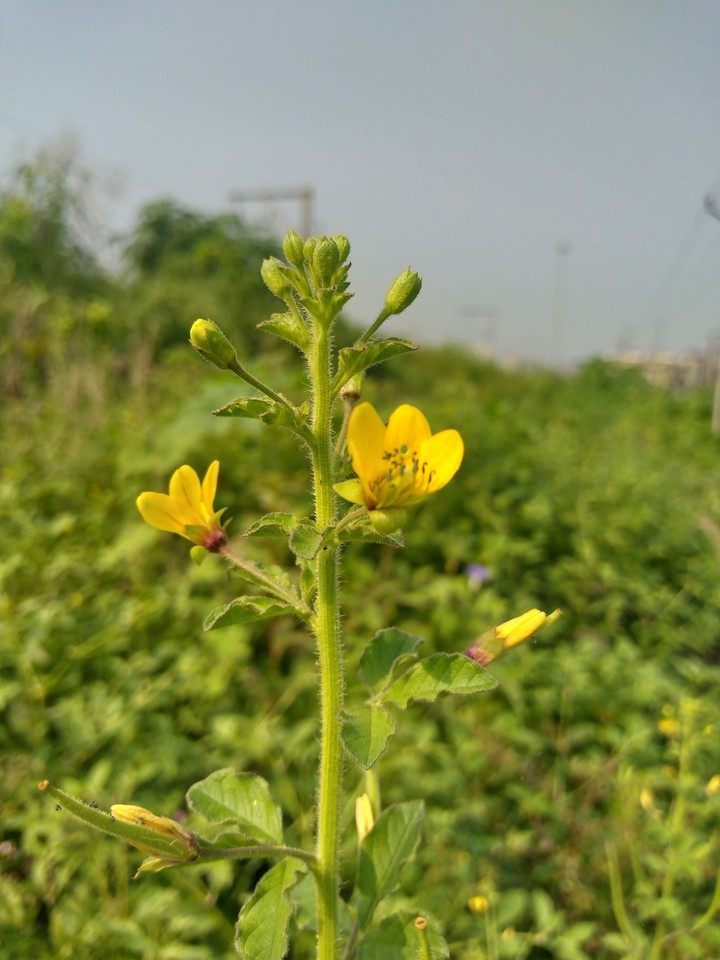 little flower made my day ???