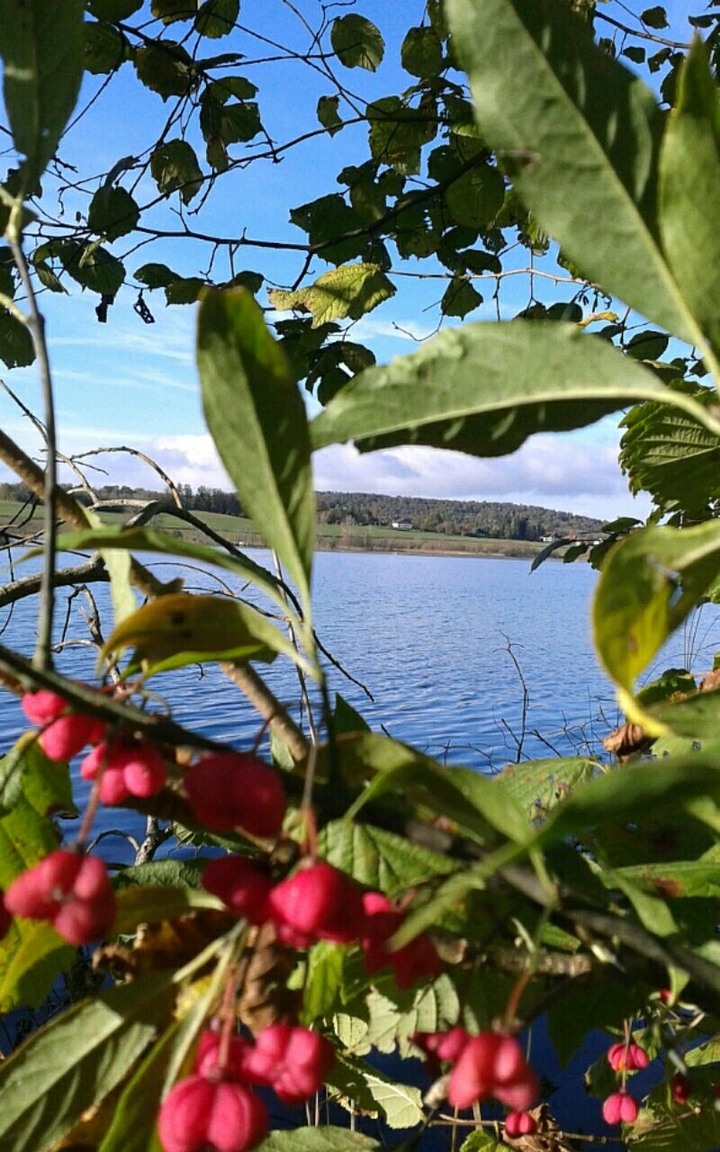 Cramberry