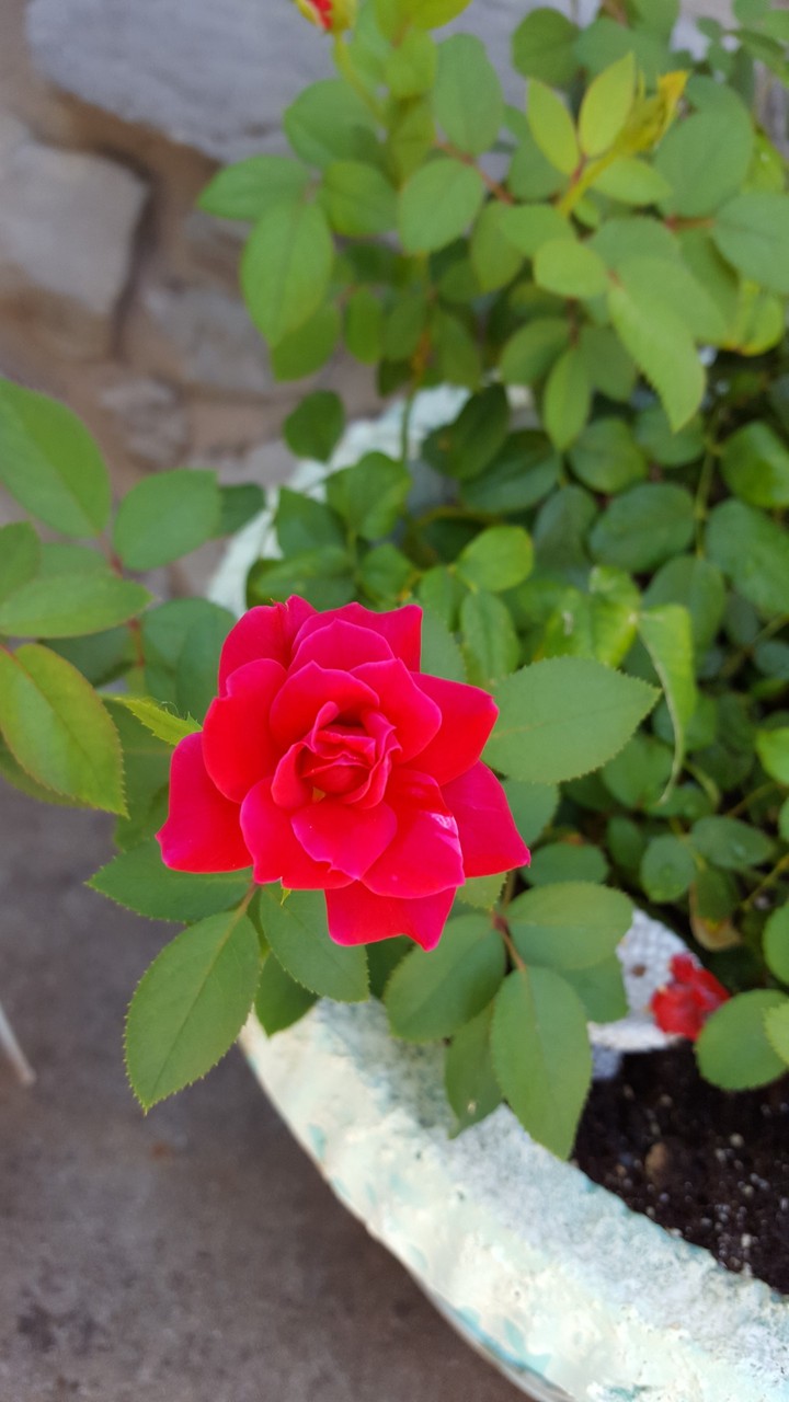 Mini rose