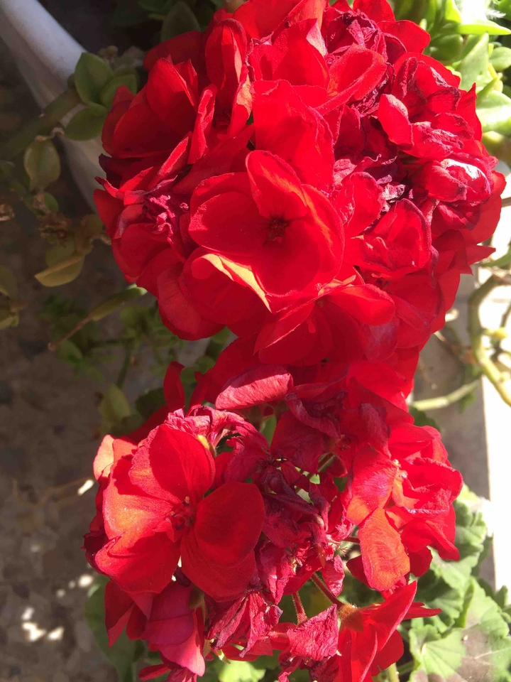 red flower