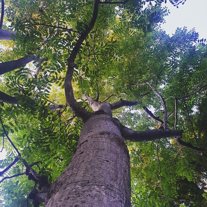 A hug of nature
