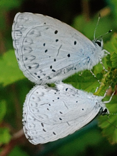 خلفيات lycaenid, insect