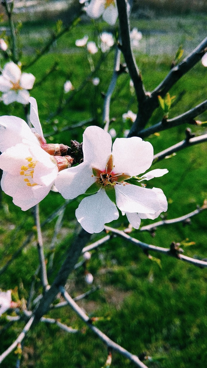 fl