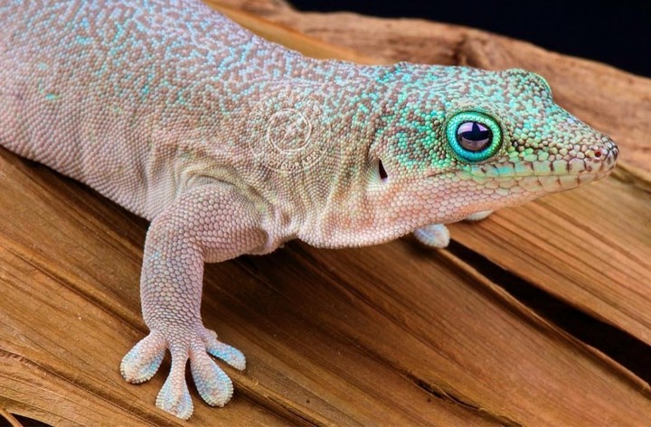 gestreifter Taggekko