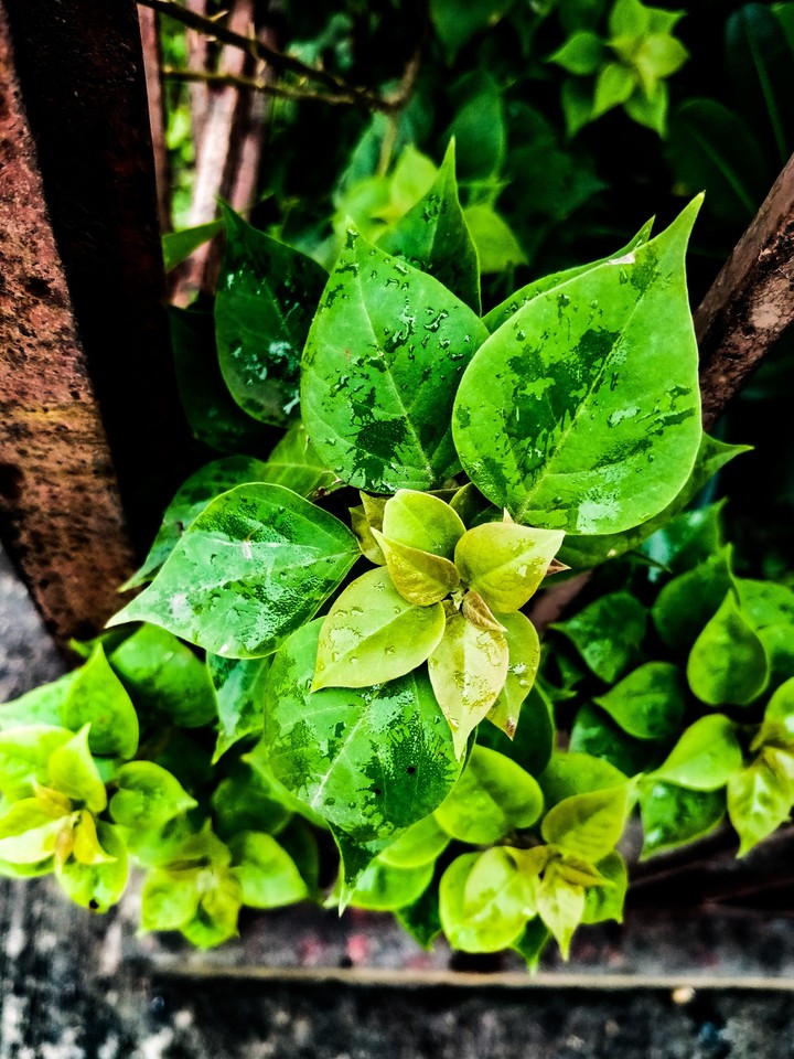 green leaf