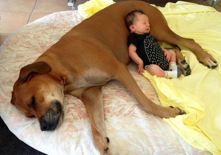Huge dog, tiny baby