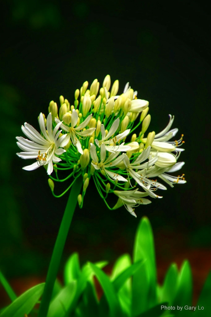 flora