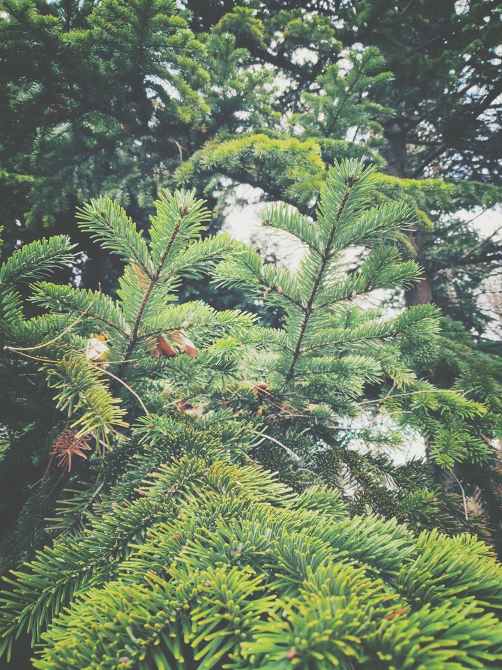 Pines
