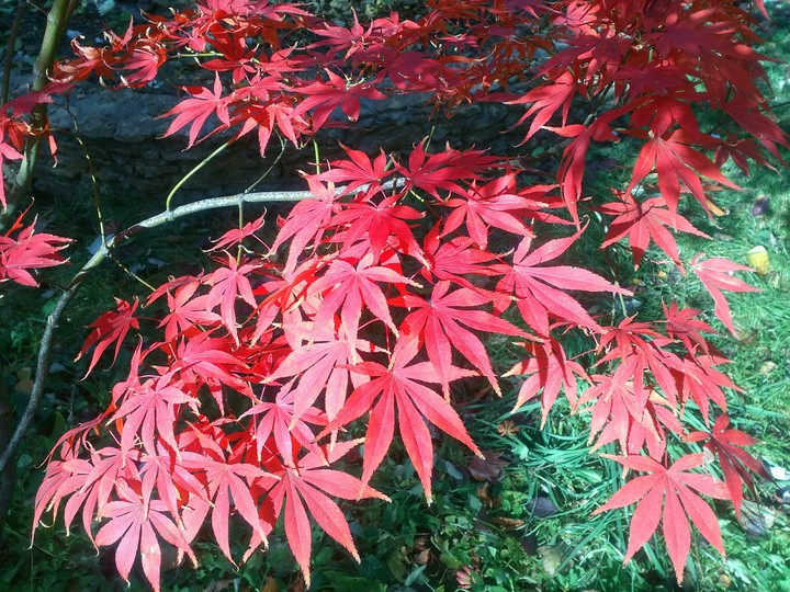 Acer red