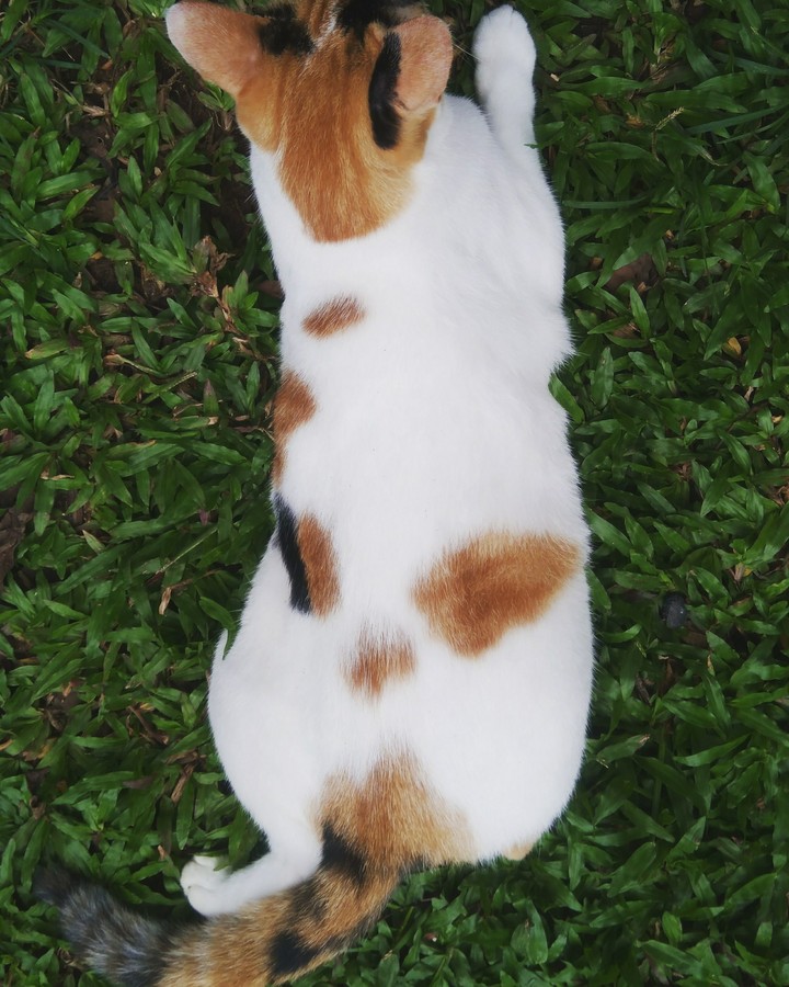 animal