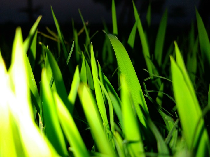 Grass
