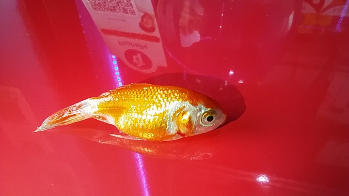 fish