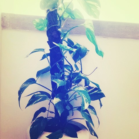 plant