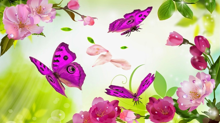 Butterfly