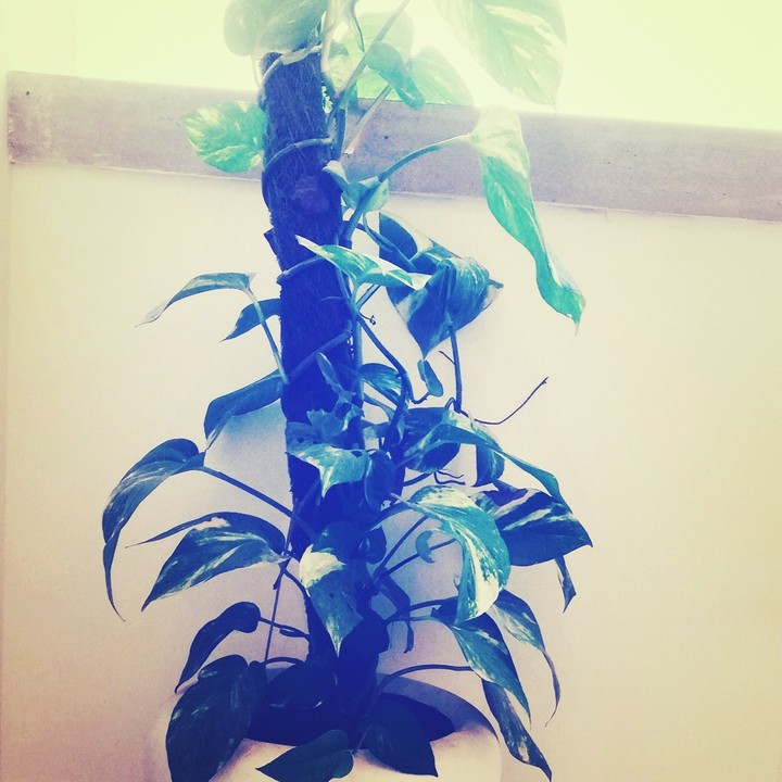 plant