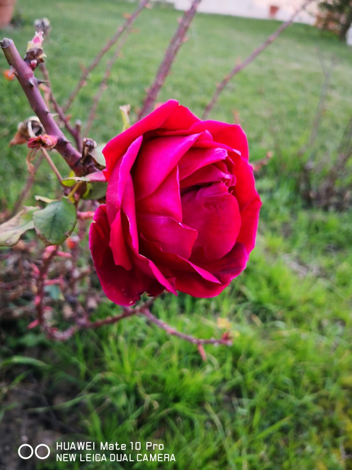 Rosa