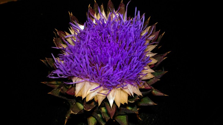 carciofo in fiore
