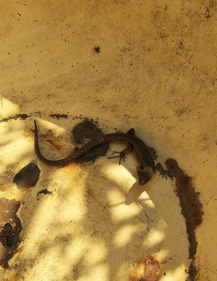 lizard