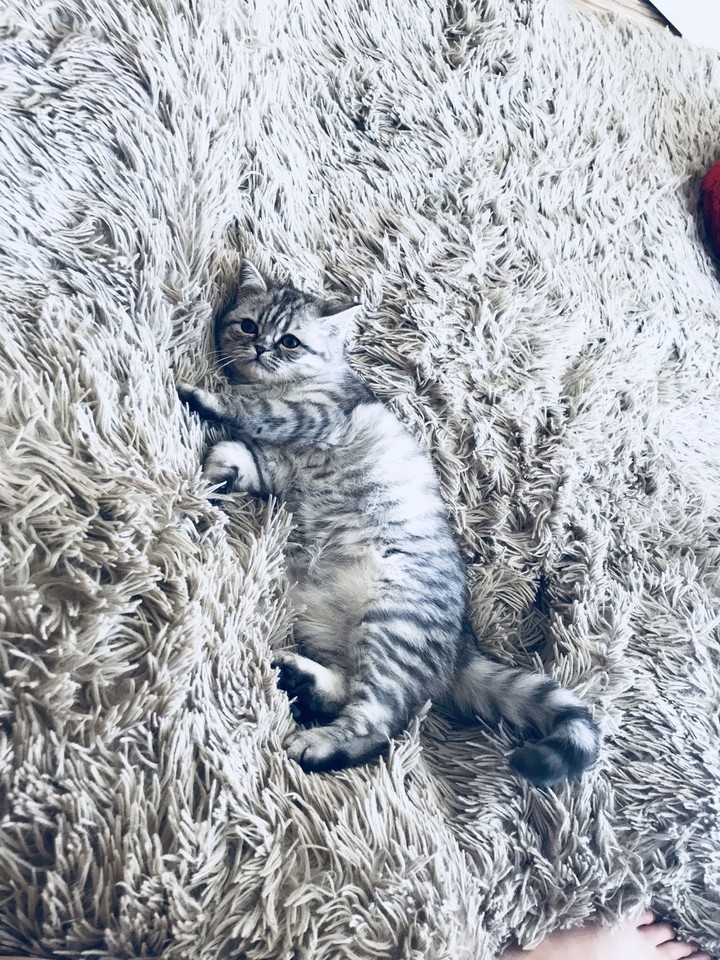Вылитый пушин