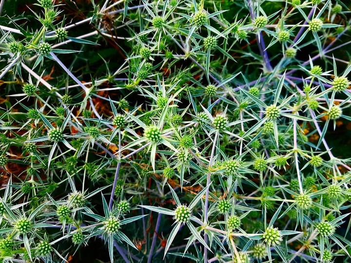 green