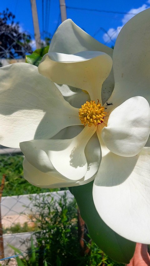 하늘, 꽃잎 배경화면