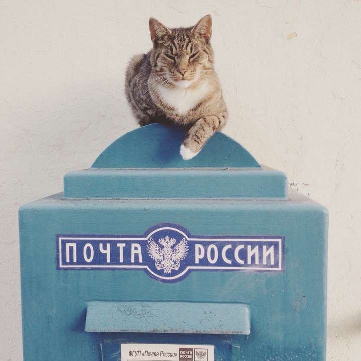 cat