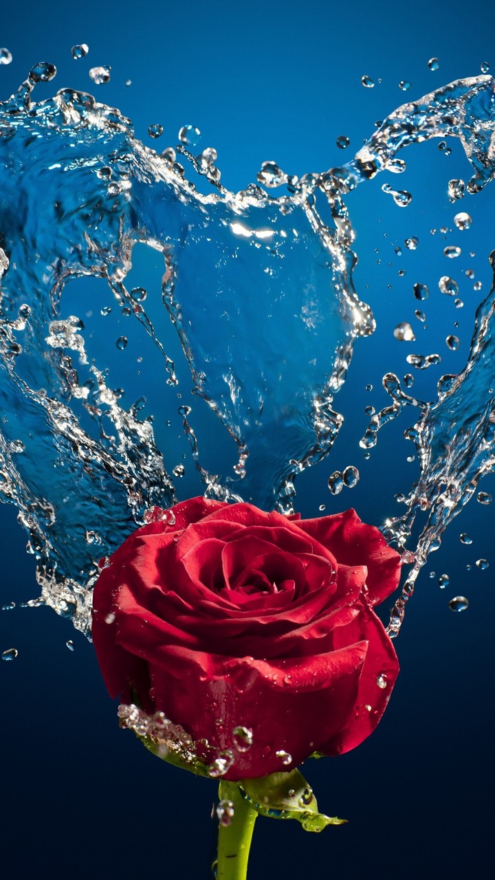 a rose is beautiful weather