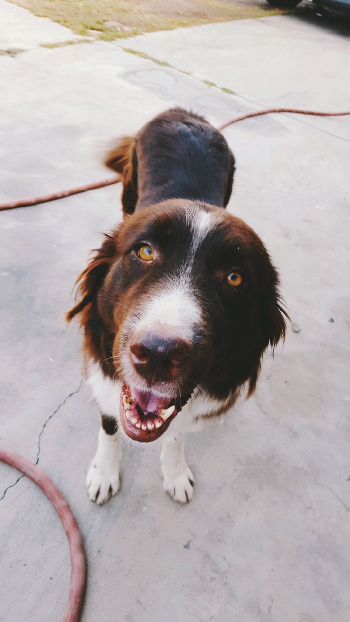 Border Collie