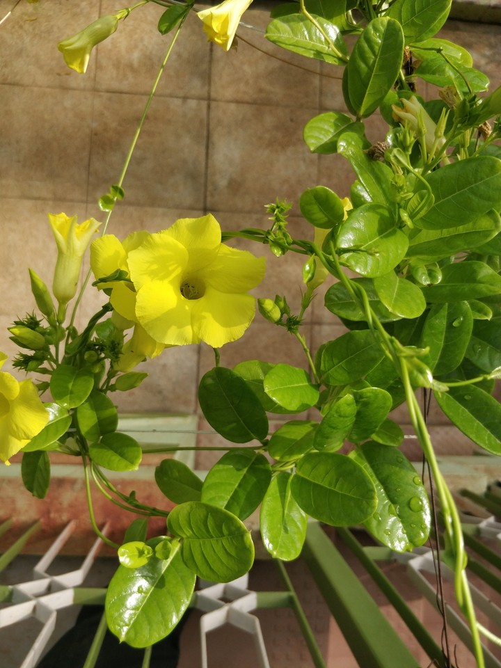 flower