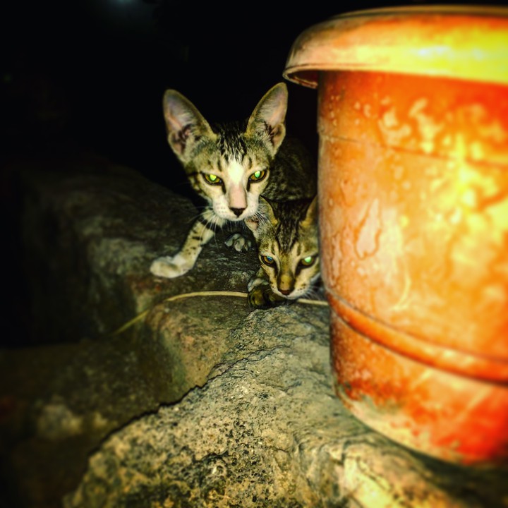 Innocent Cats