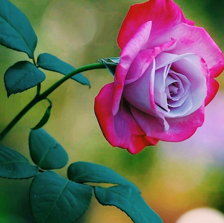 Roses růže
