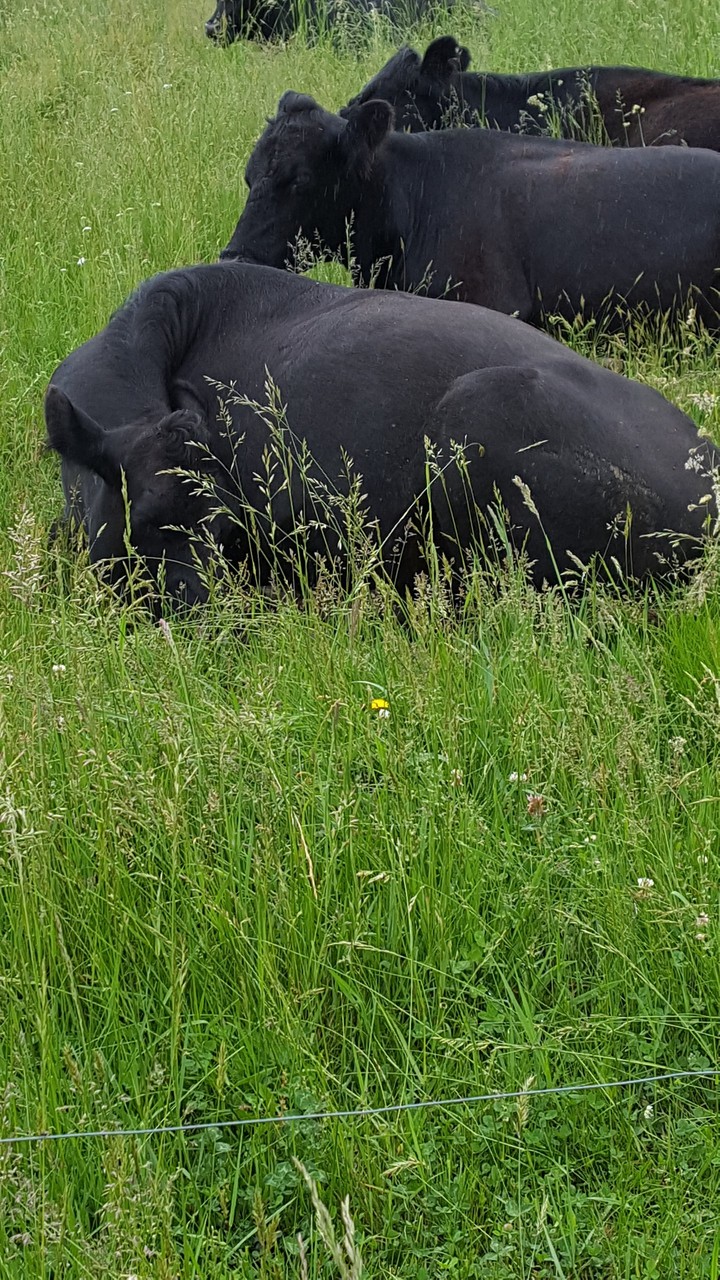 cows