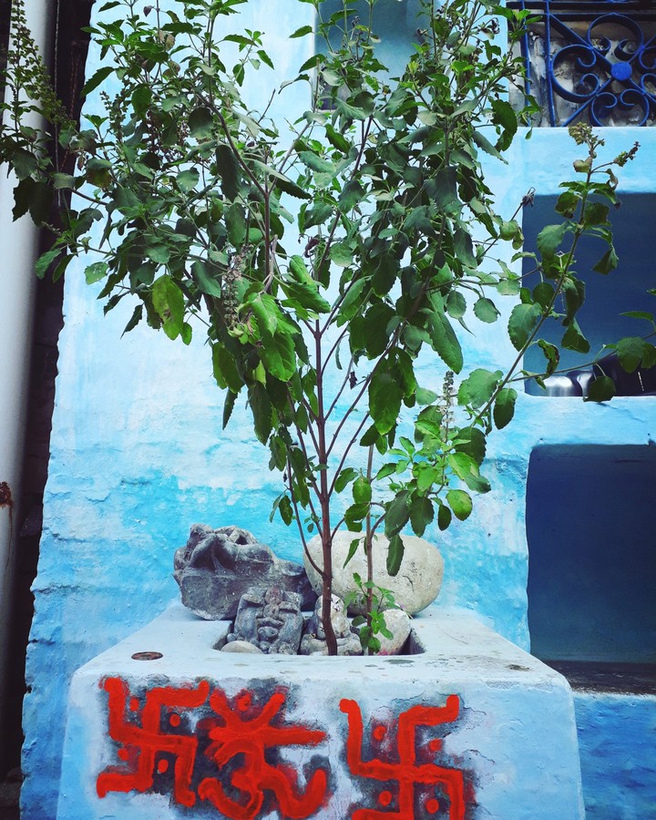 Tulsi Maa