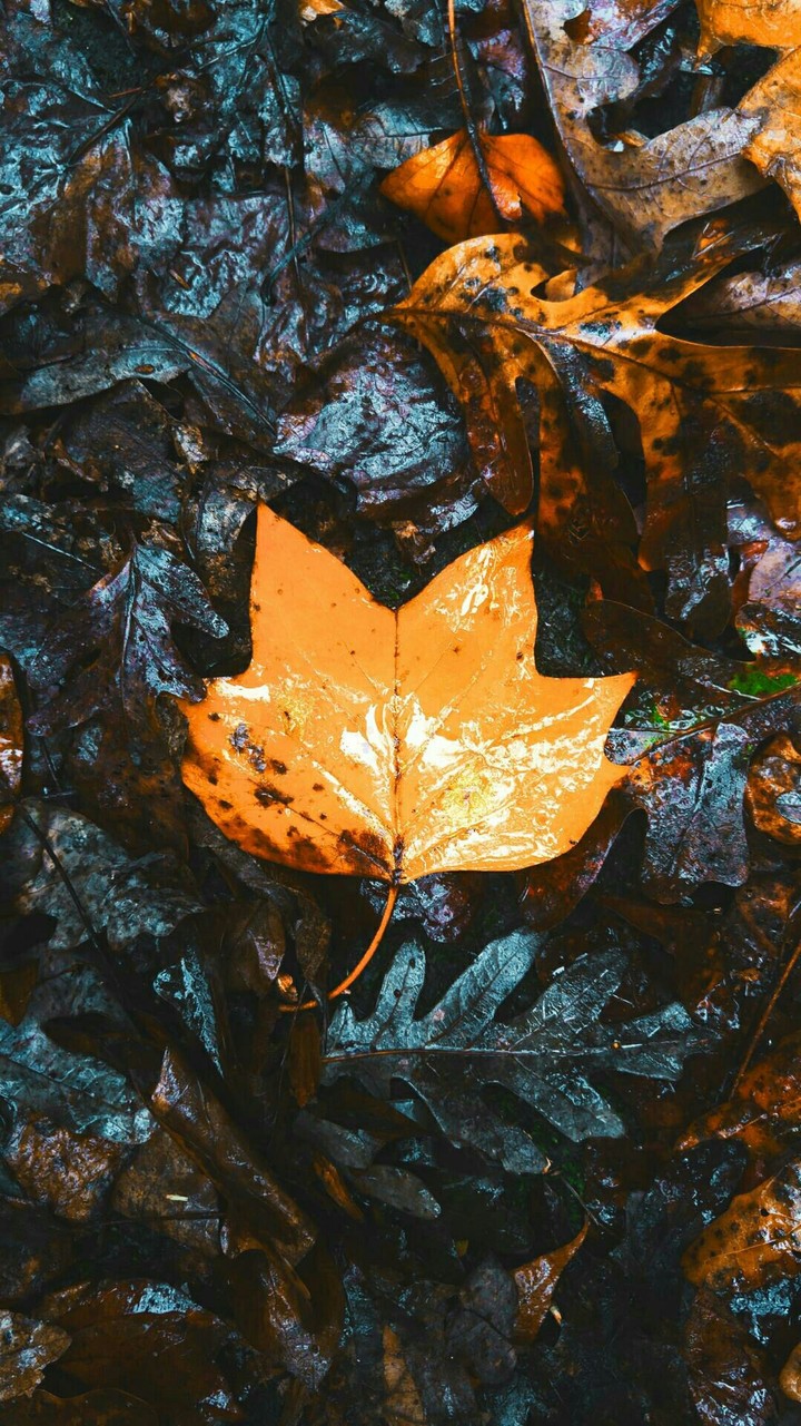 Hoja de otoño