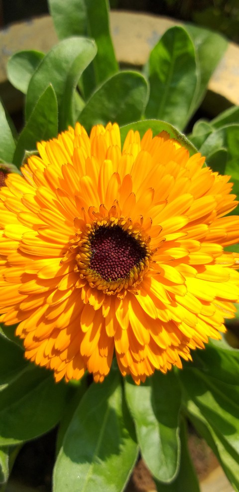 Yellow Flower